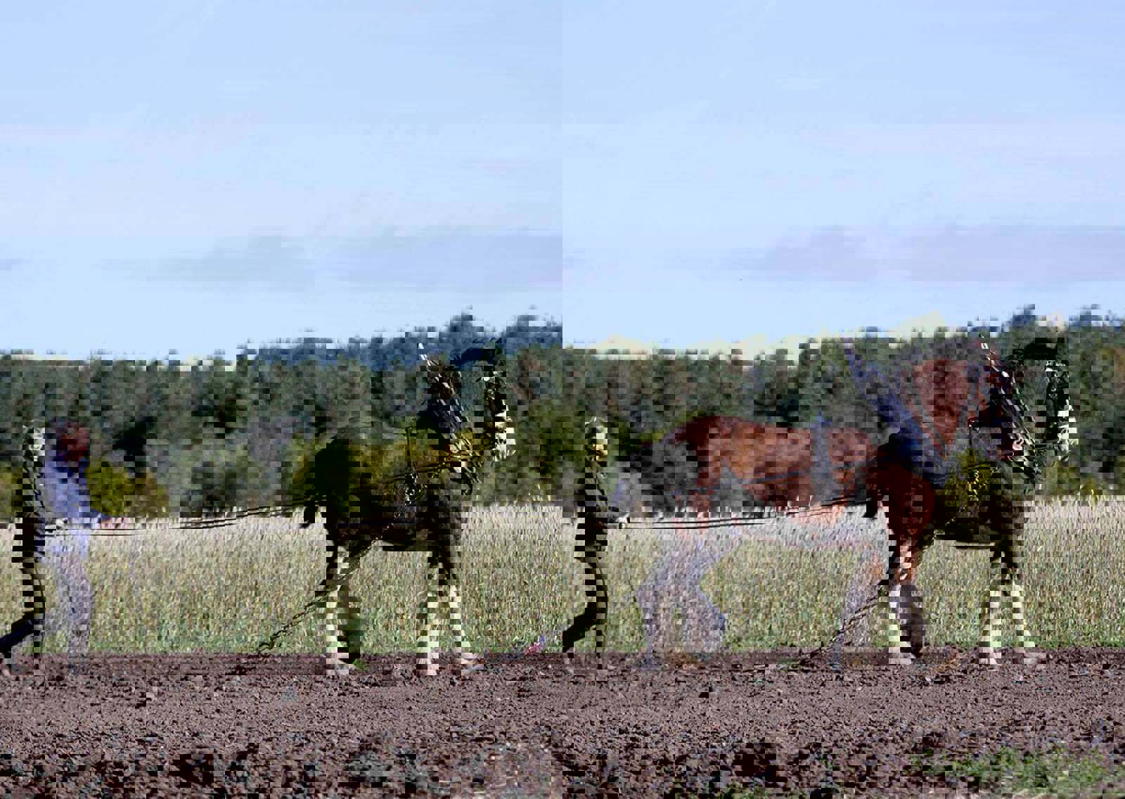 horse-training