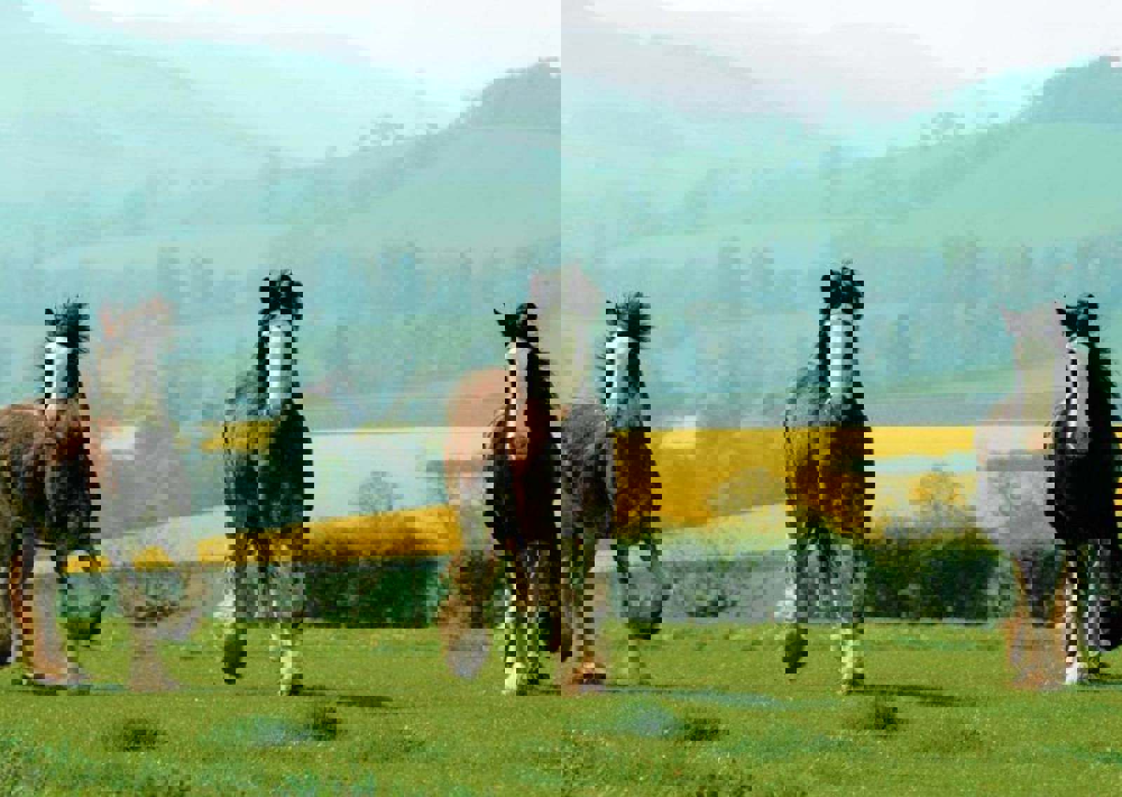 three-horses-field