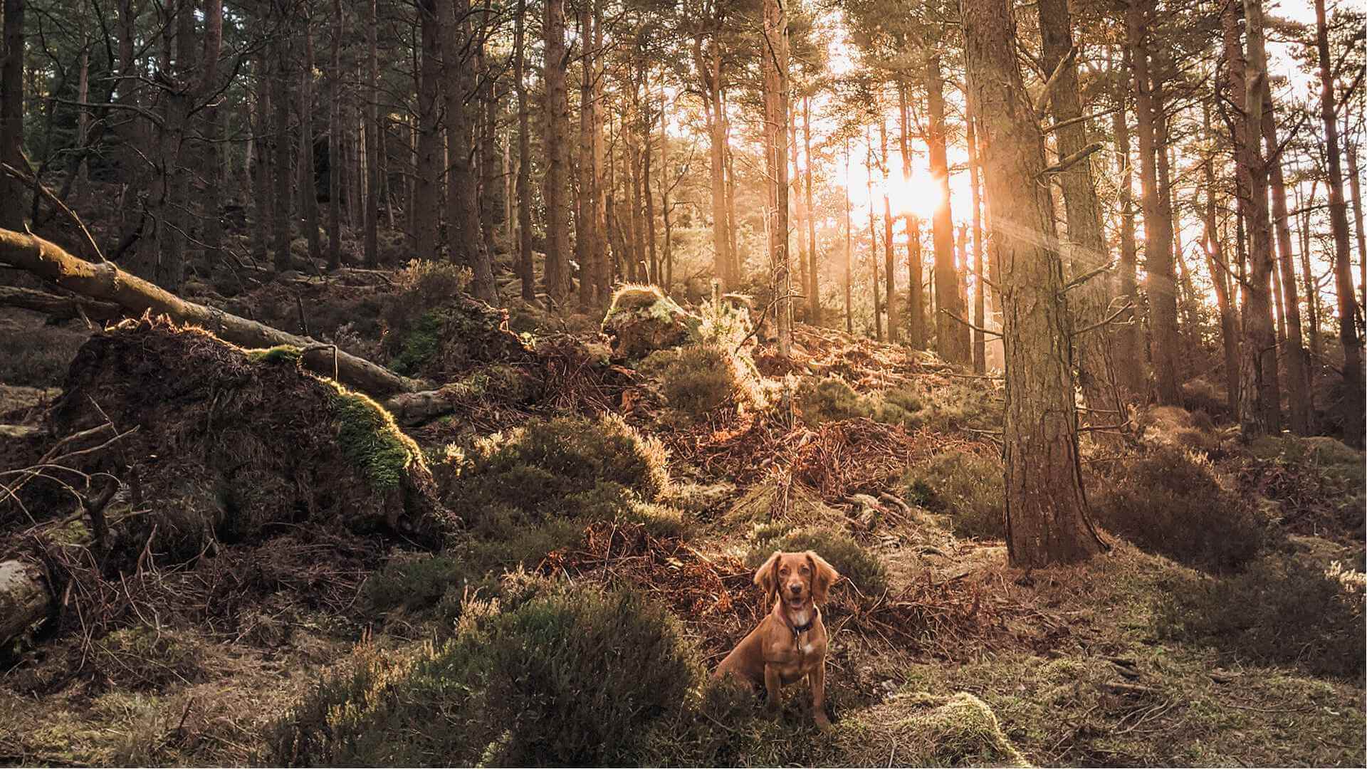 thrunton-woods