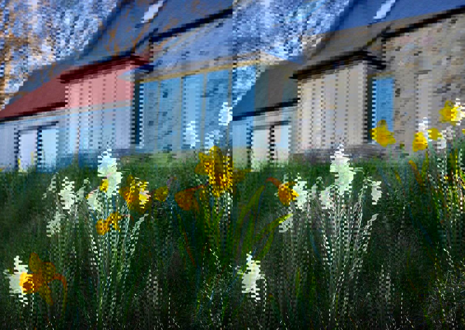 250428-HH-Daffs