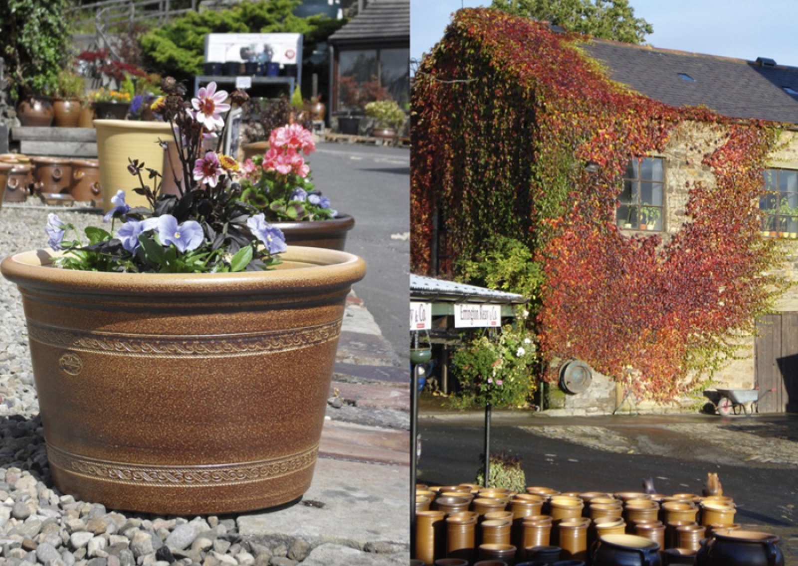 vn-large-Errington-Reay-pansies.jpg