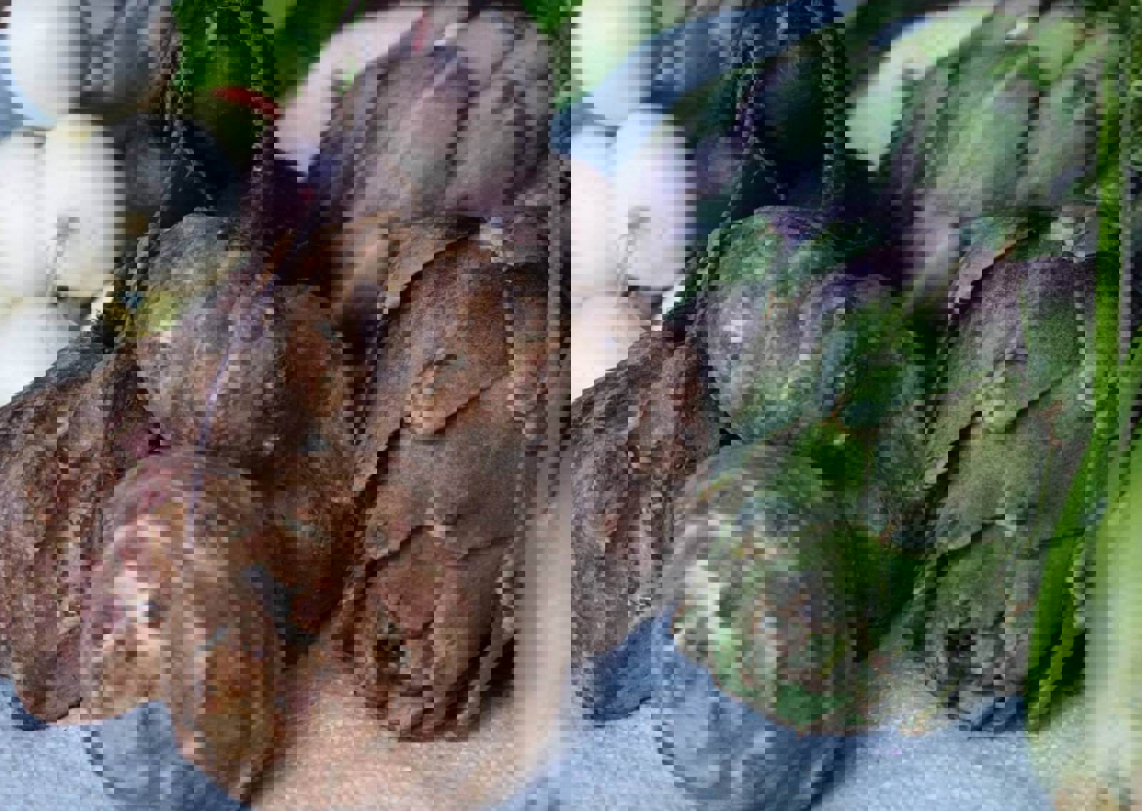 2-Seasonal-produce