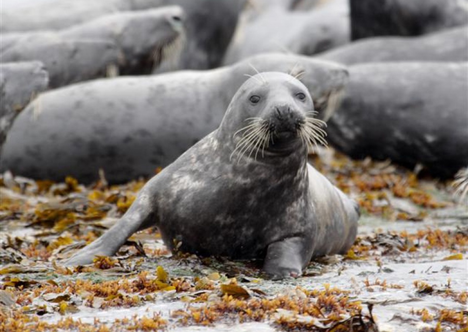 vn-large-Seals.jpg