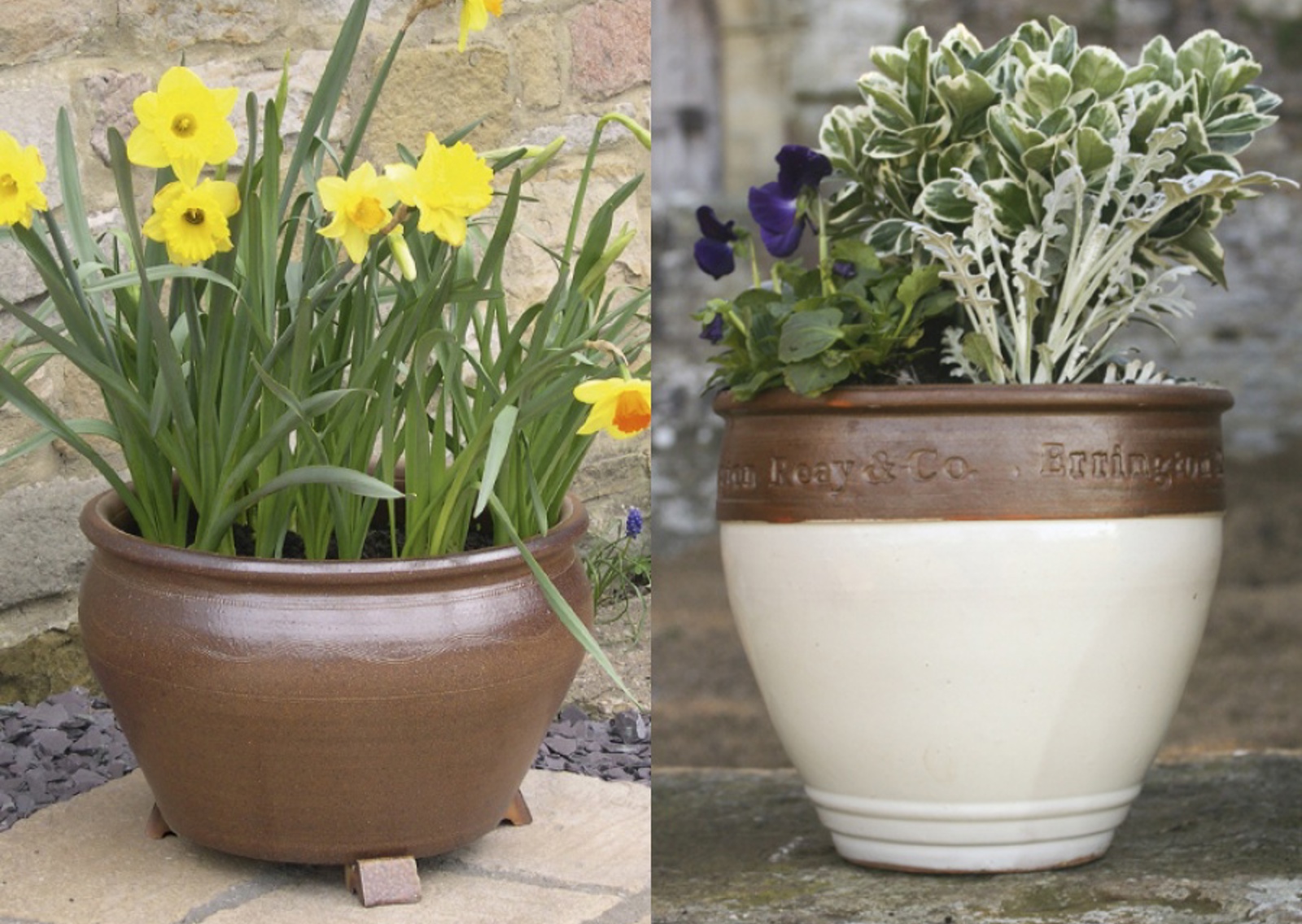 vn-large-Errington-Reay-dafodils.jpg