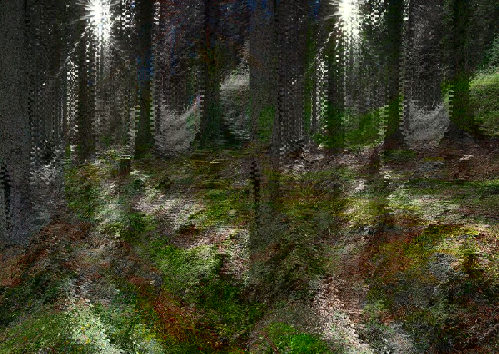 vn-large-Kielder-forest.jpg