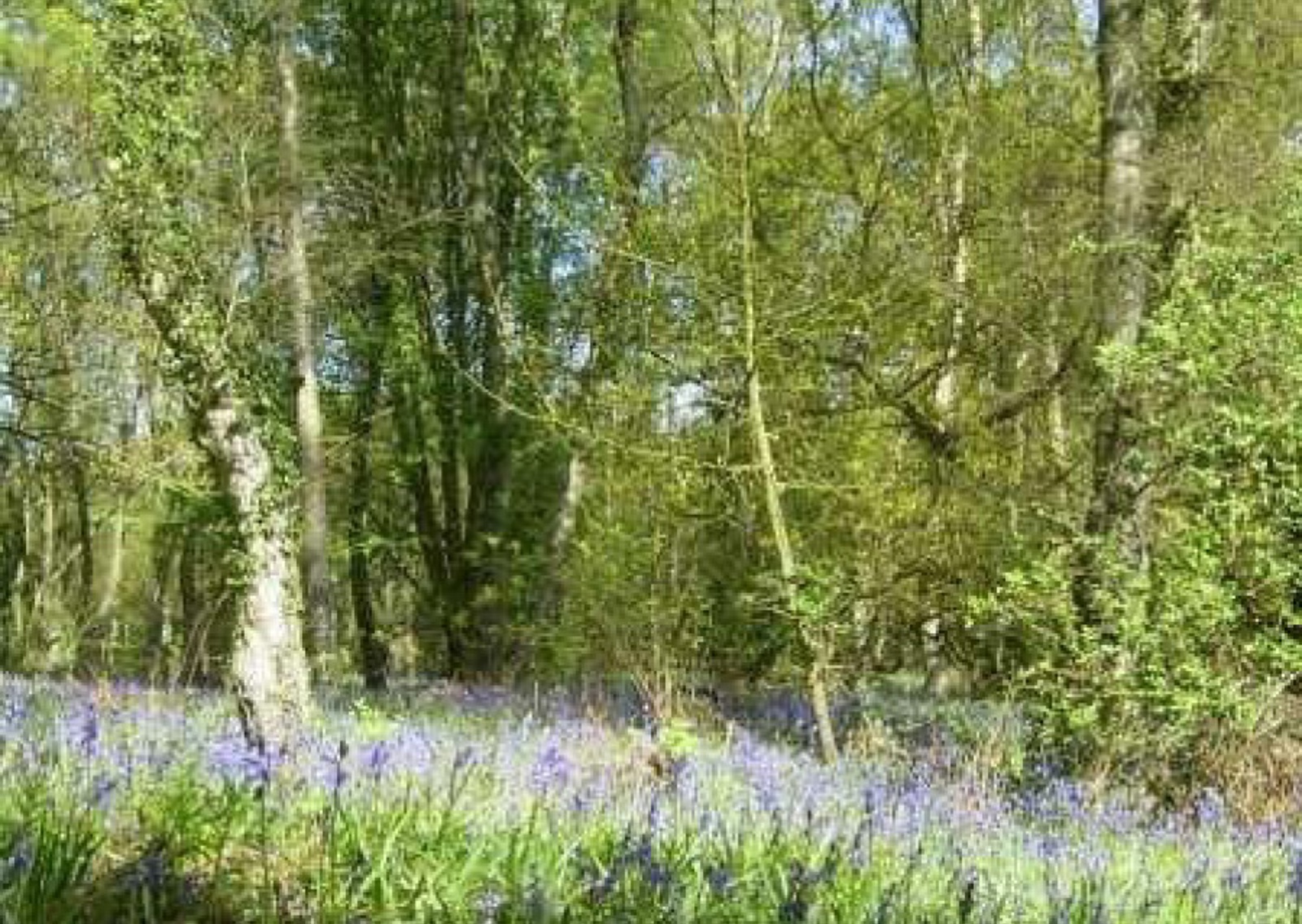 vn-large-Plessey-Woods-Country-Park.jpg
