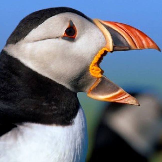 vn-large-Puffins-on-The-Farne-Islands