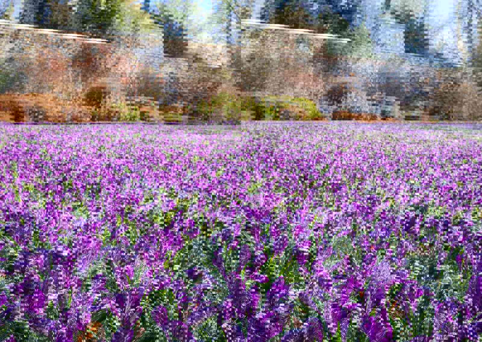 alex-prain-flowers