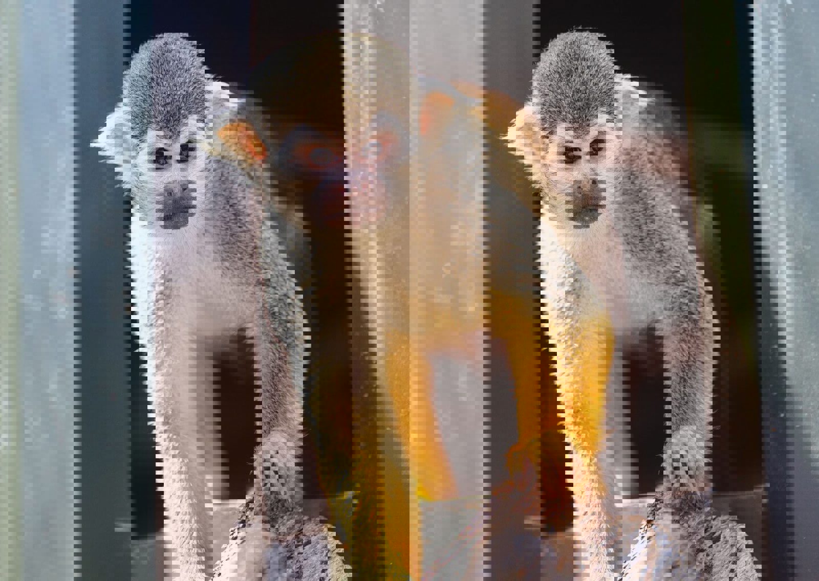 250618-Monkey