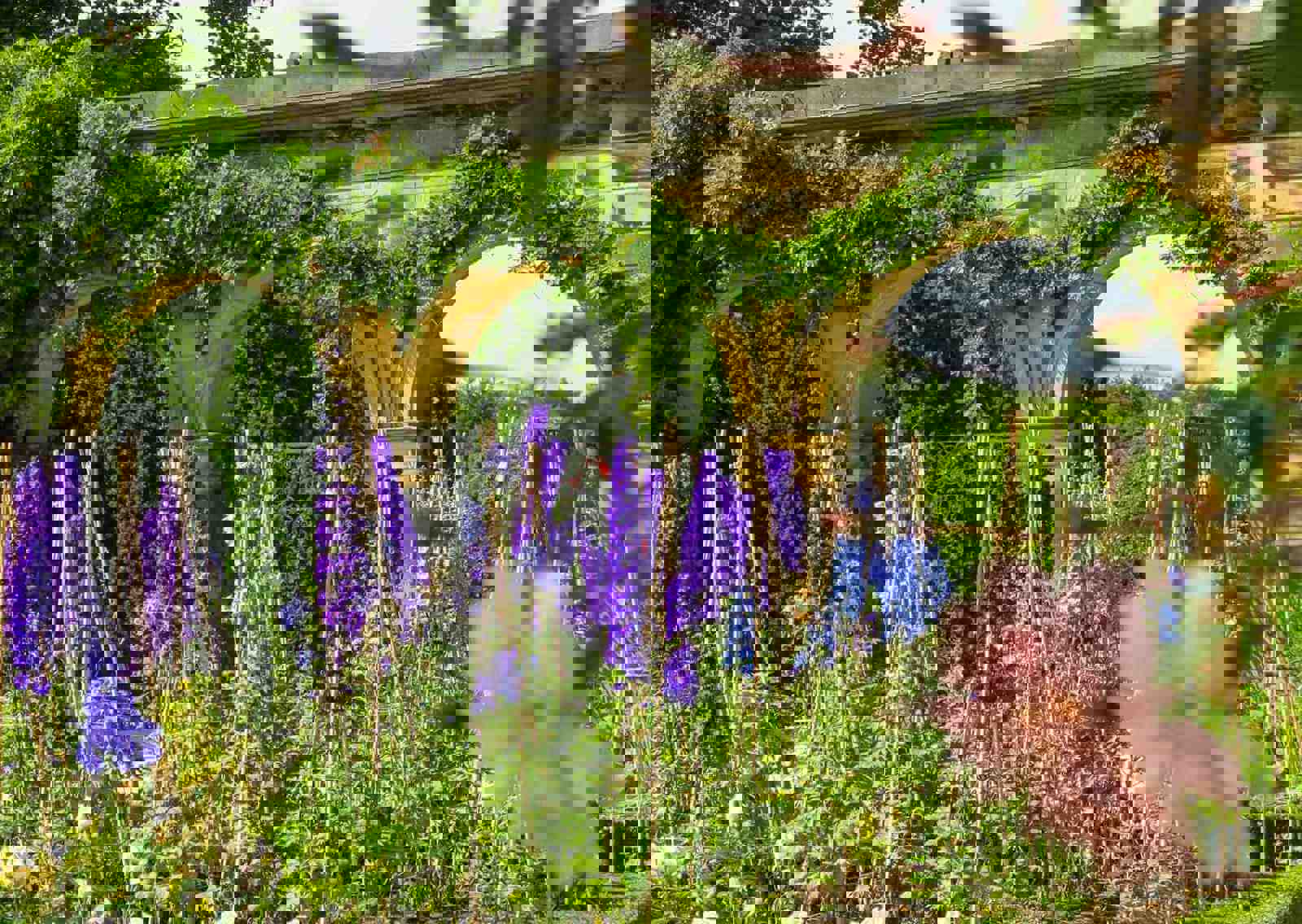 Delphiniums