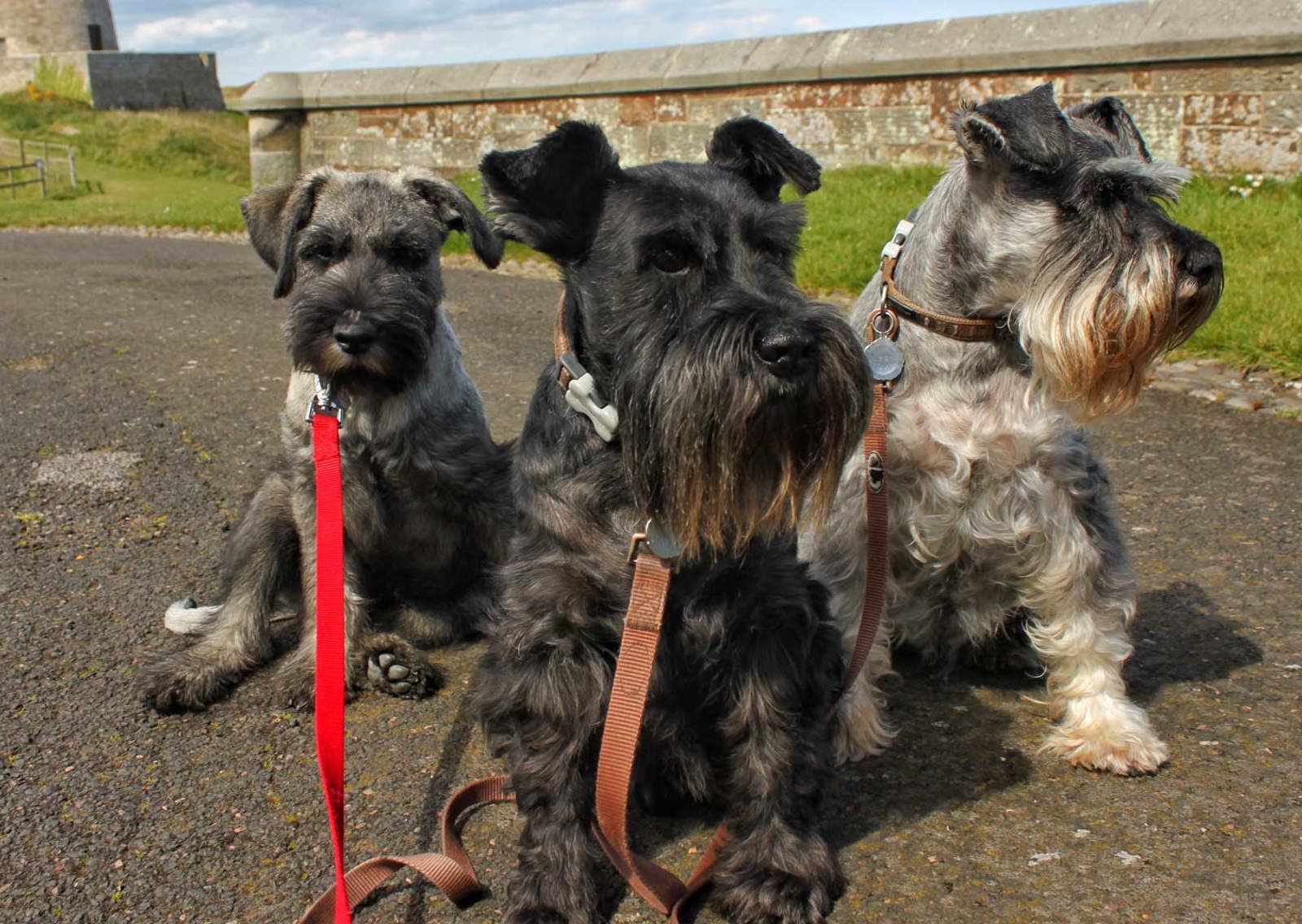 dogs-welocme
