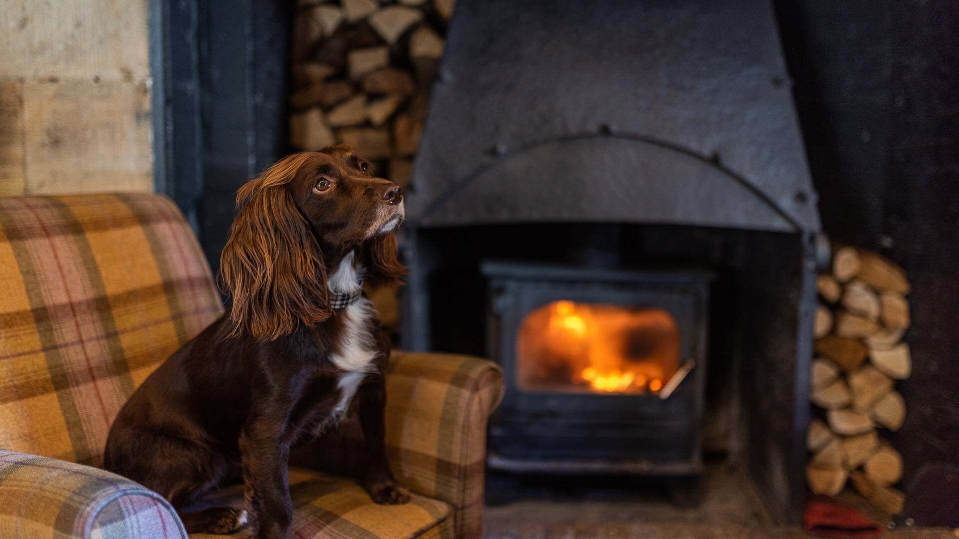 Dog-friendly-pubs