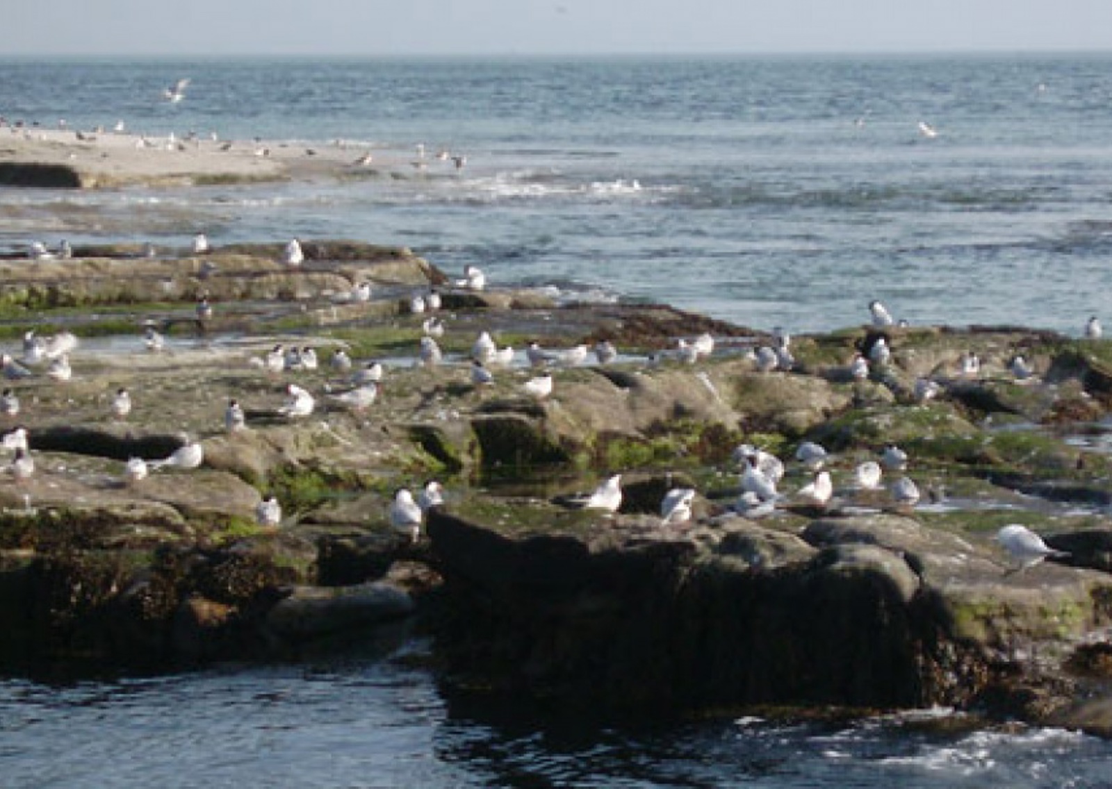 vn-large-Birdlife-on-Coquet-Island.jpg