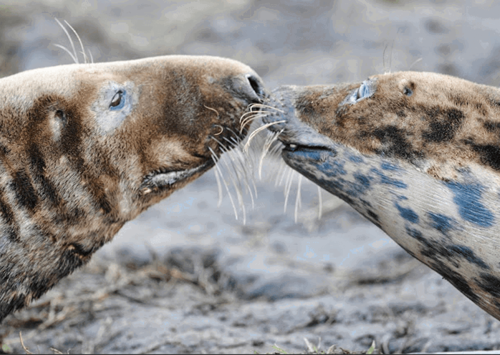 seal2