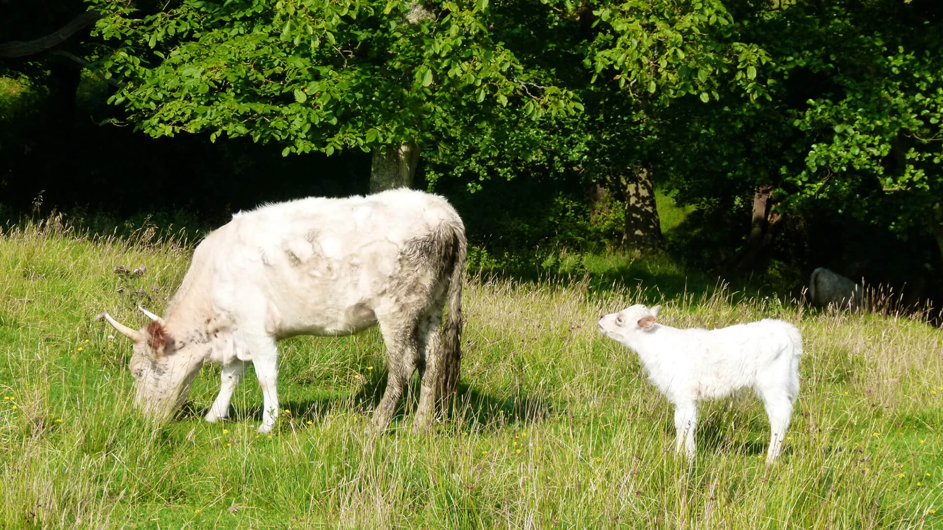 Scenic-spots-North-Northumberland-HERO-Credit-Chillingham-Wild-Cattle