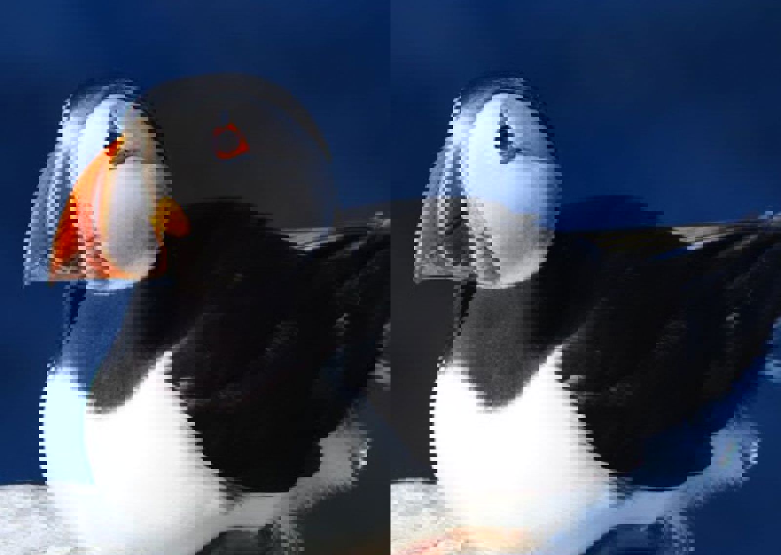vn-large-Puffin.jpg