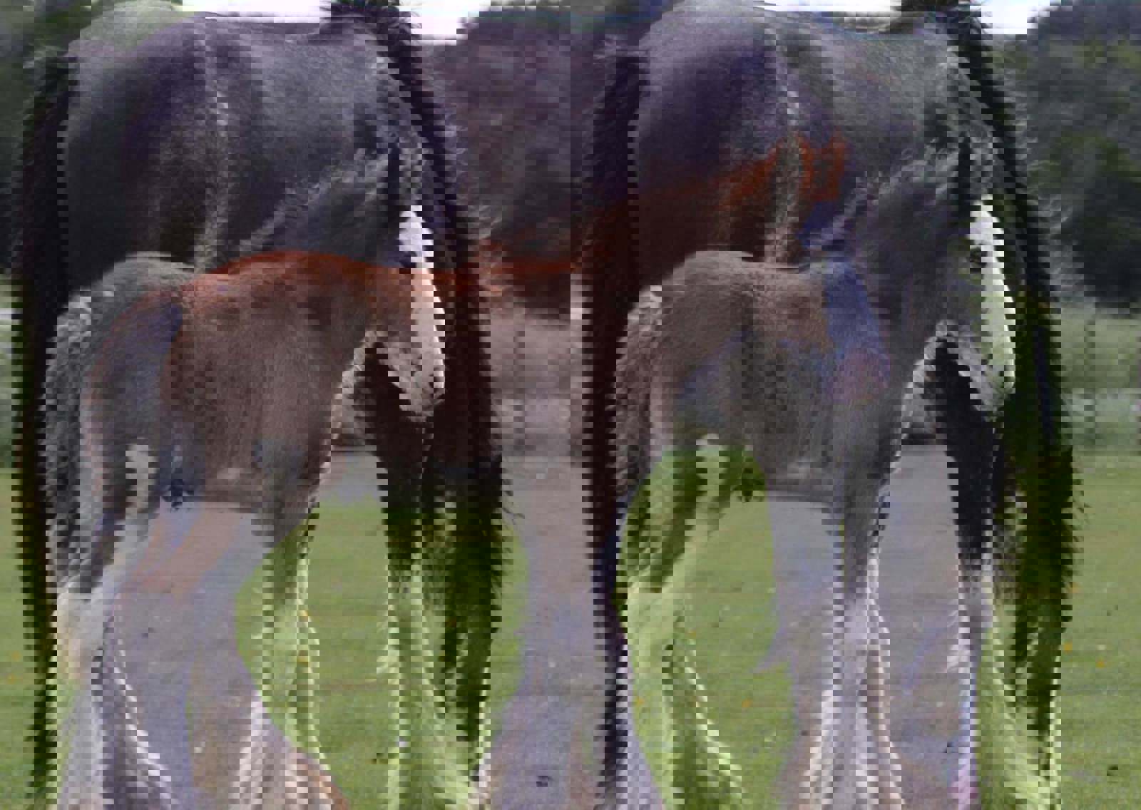 mum-foal