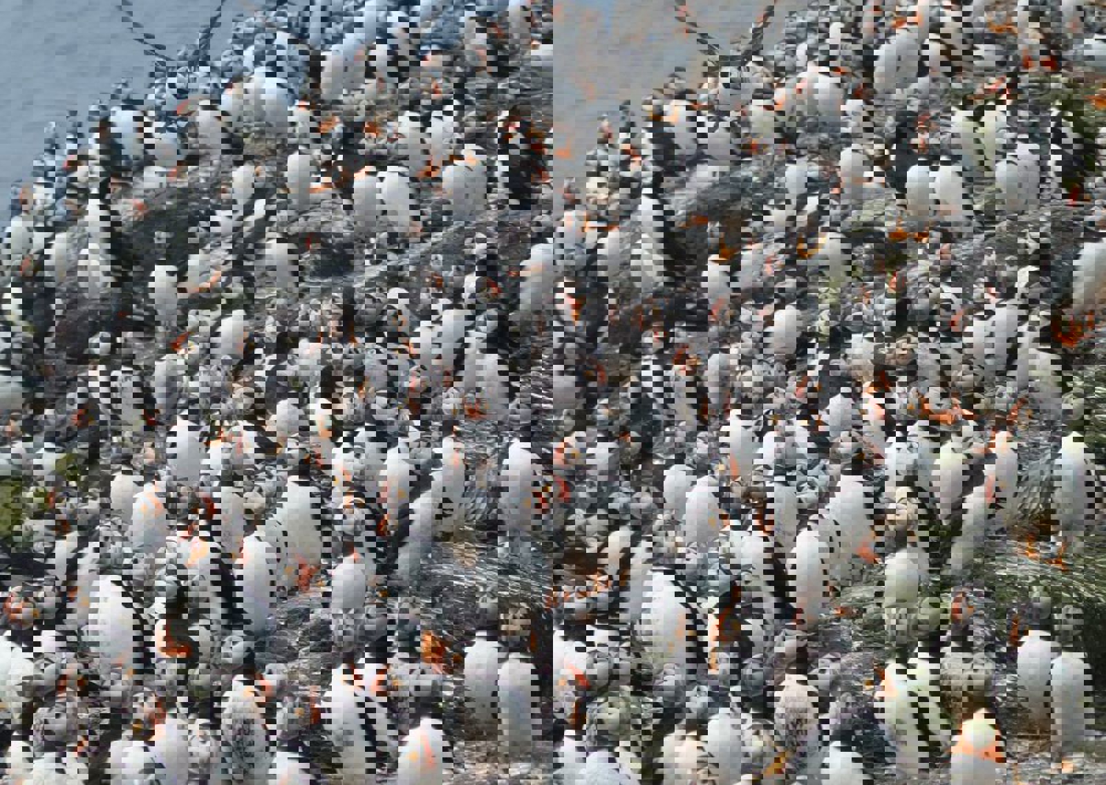 vn-large-Lots-of-puffins.jpg