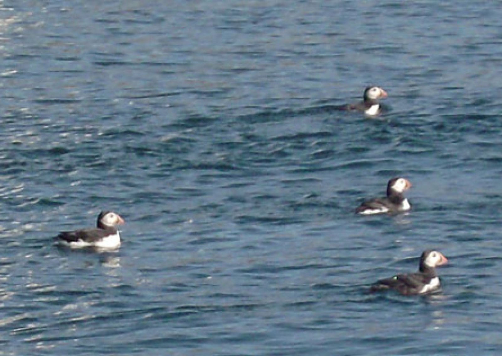 vn-large-Pufflings-near-Coquet-Island.jpg