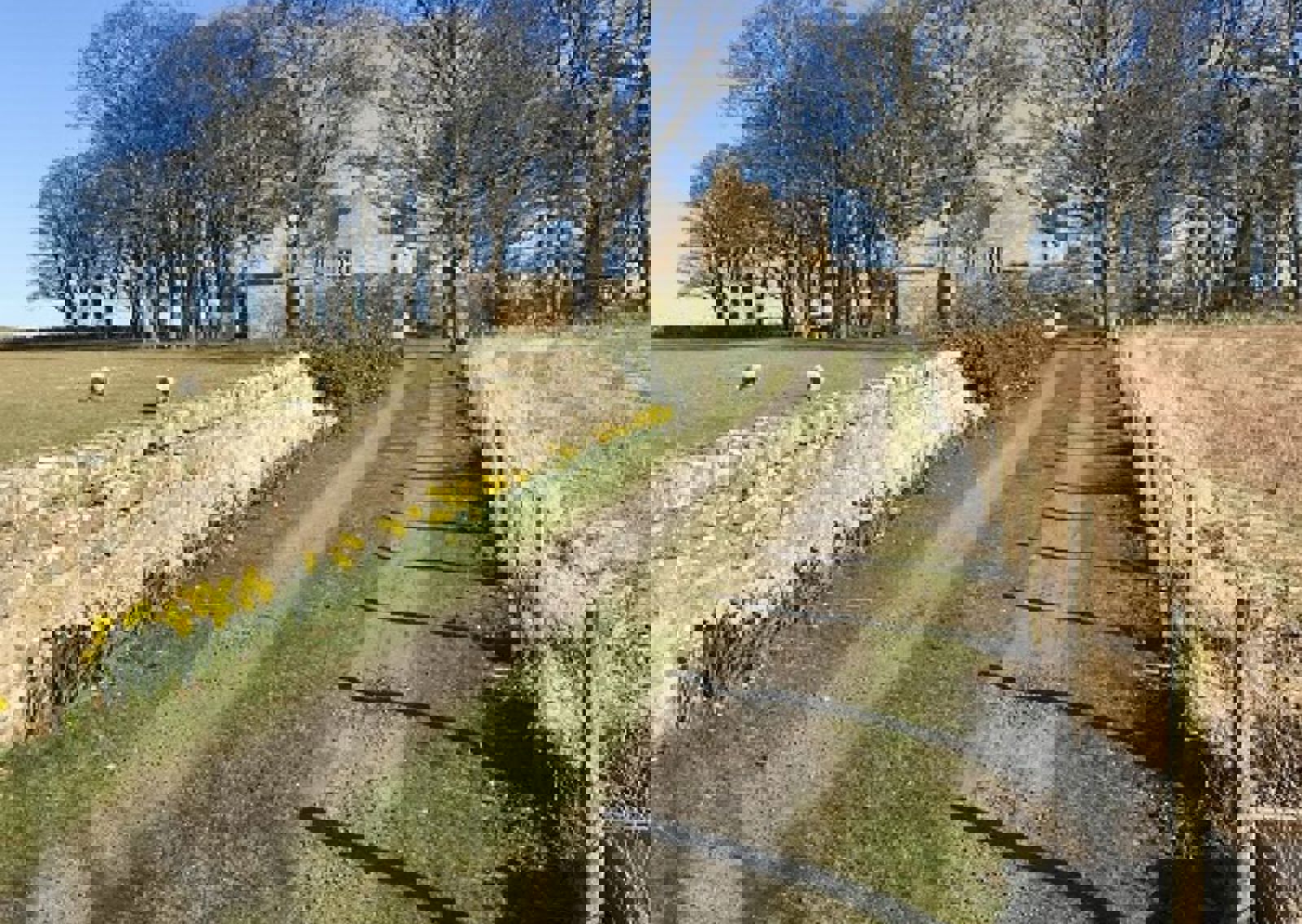 vn-large-Spring-Daffodils.jpg