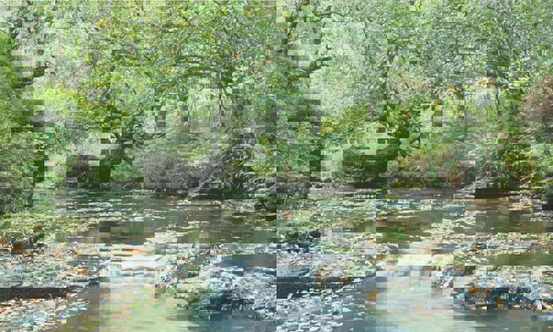 holystone-wood