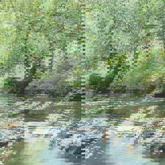 holystone-wood