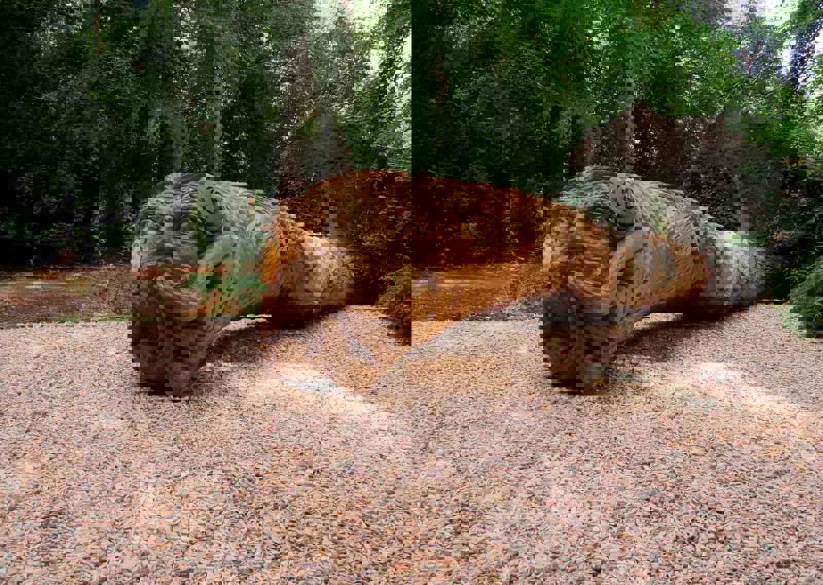 simon-thompson-elementree