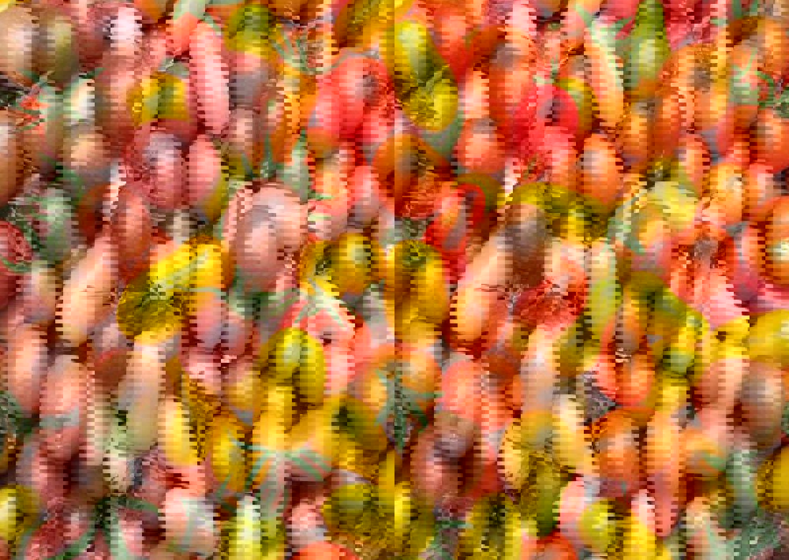 vn-large-Fresh-Tomatoes.jpg