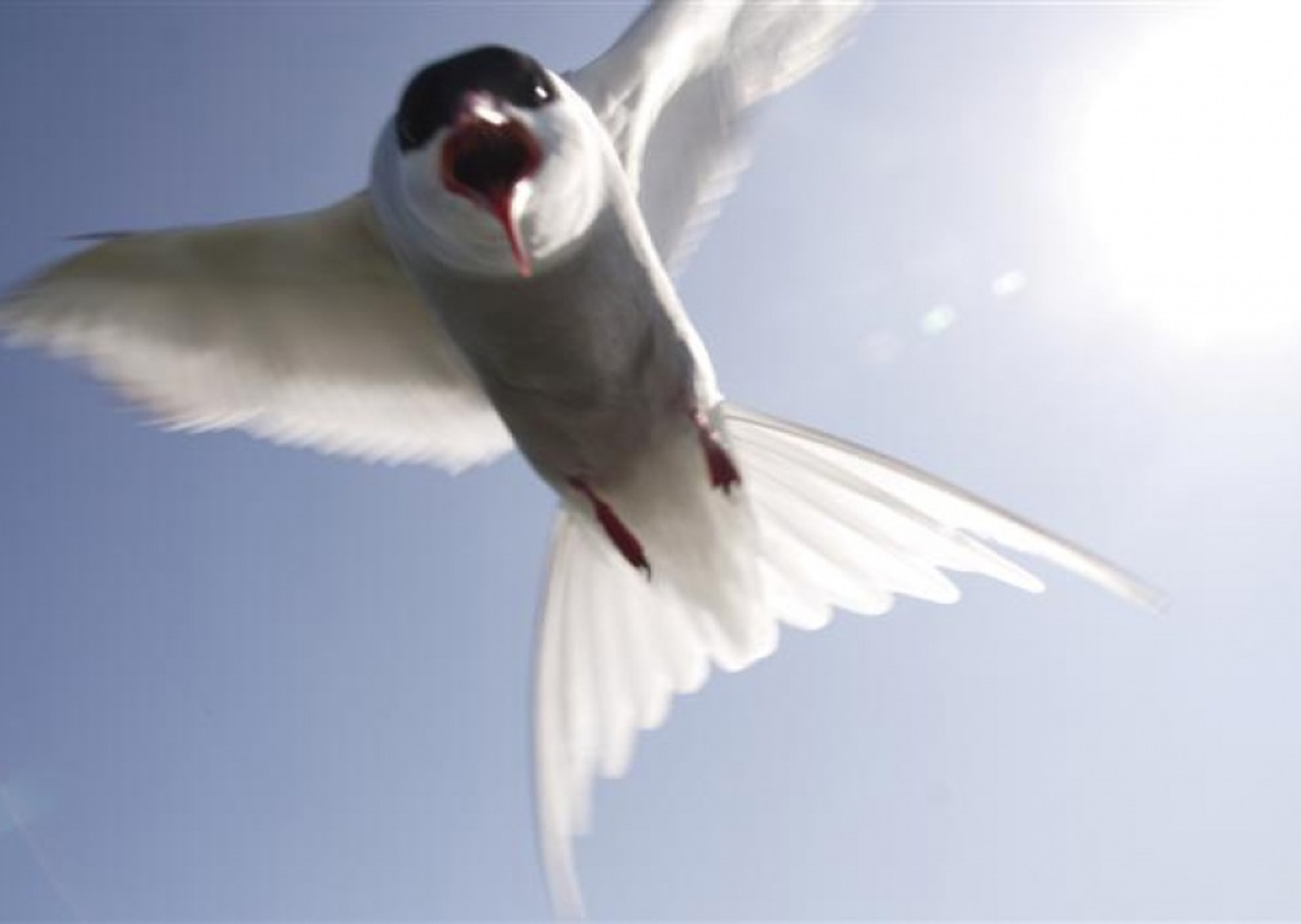 vn-large-Close-to-the-birds-on-the-Farne-Islands.jpg