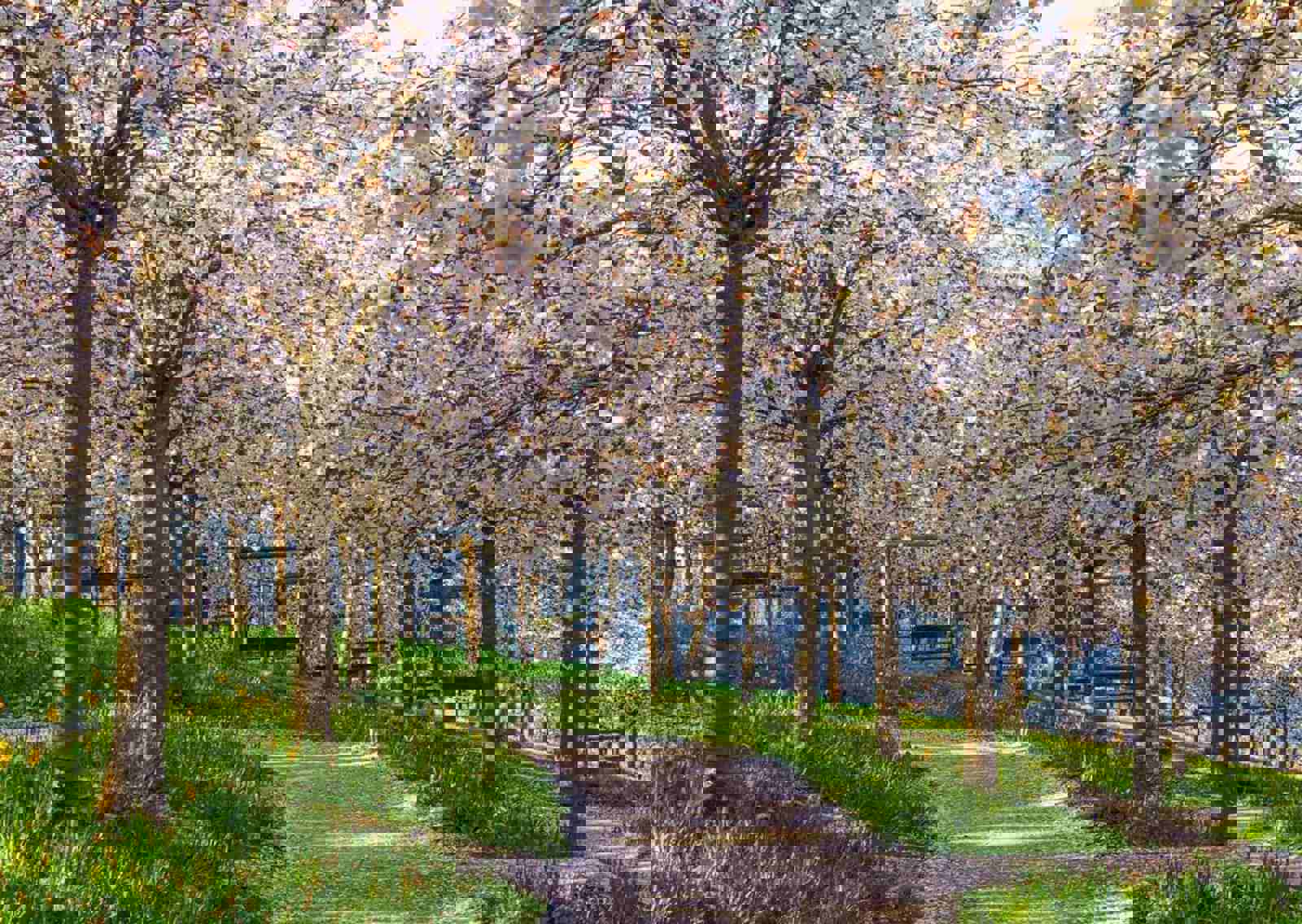 Cherry-Blossom