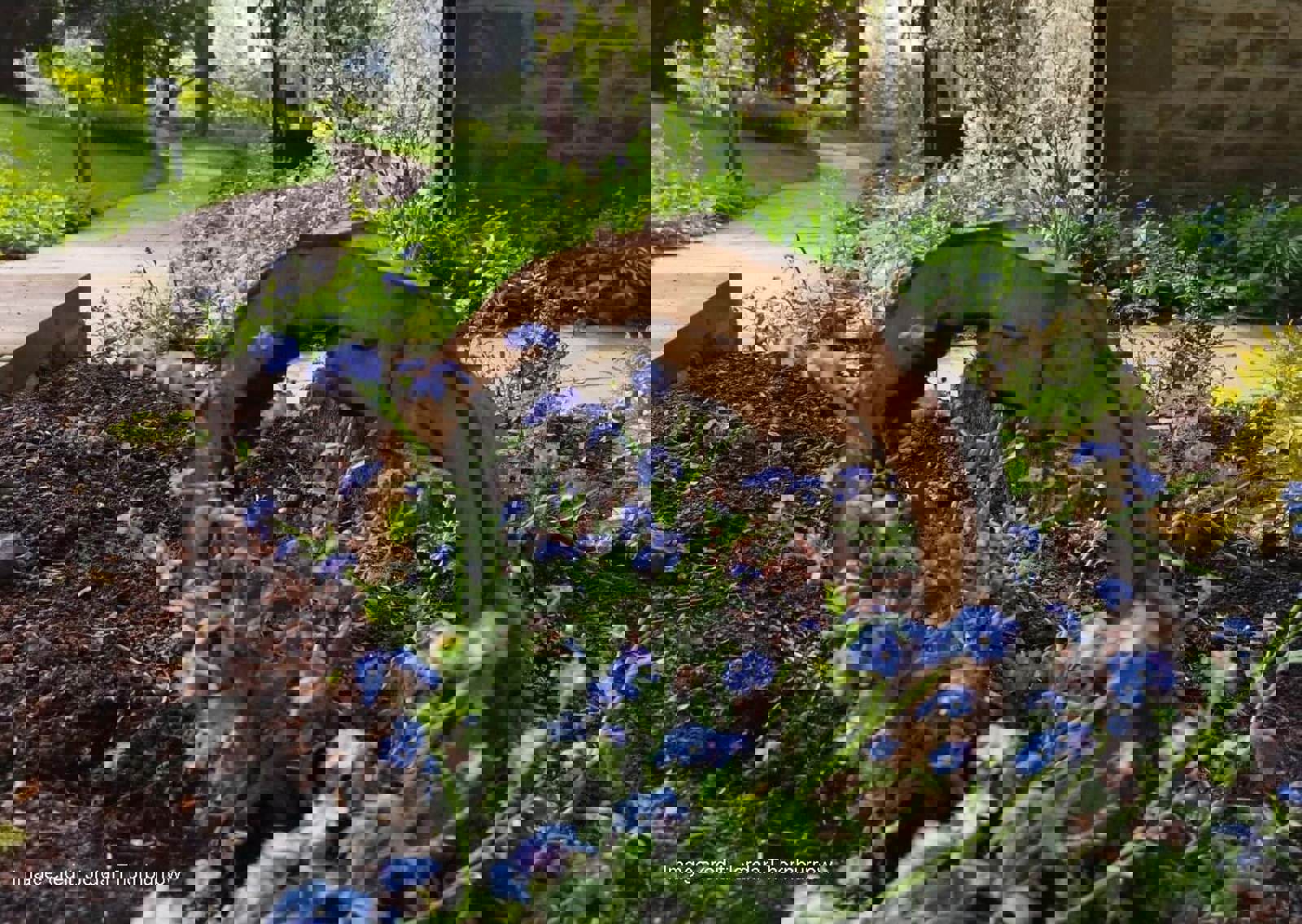 Cherryburn-Woodland-Forget-me-Nots-Jordan-Thornborrow3