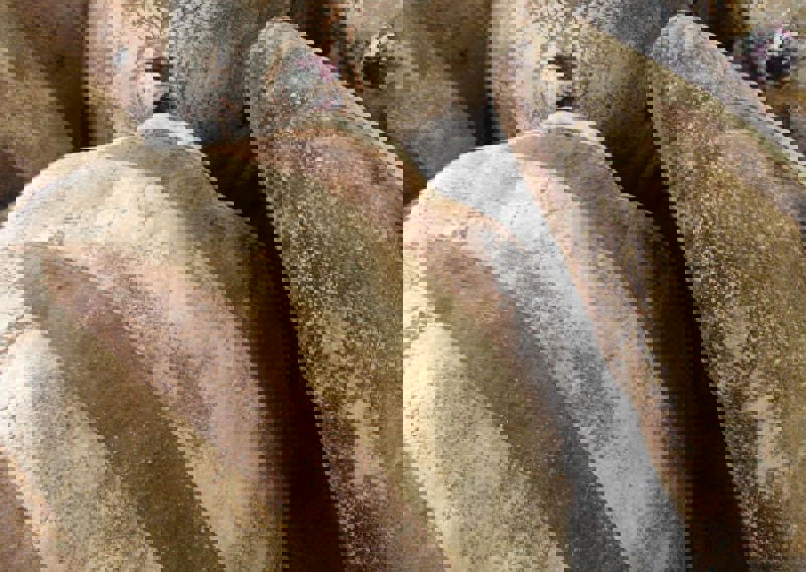 vn-large-Bread.jpg