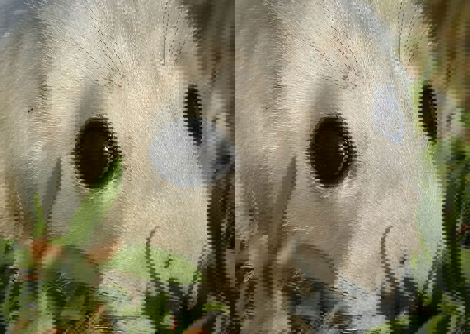 vn-large-Seal-pup.jpg