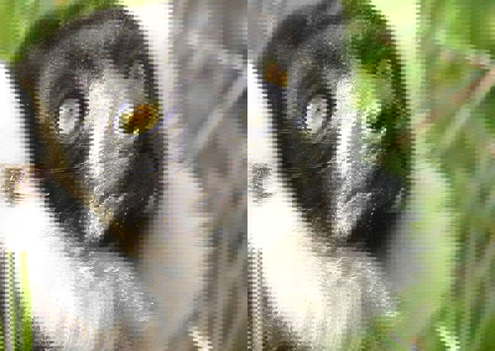 vn-large-Ruffed-Neck-Lemur.jpg