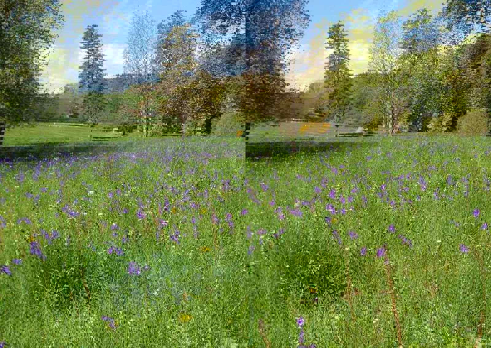 walkmill-bluebells