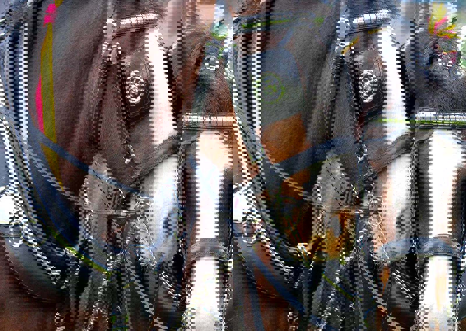 heavy-horse-centre