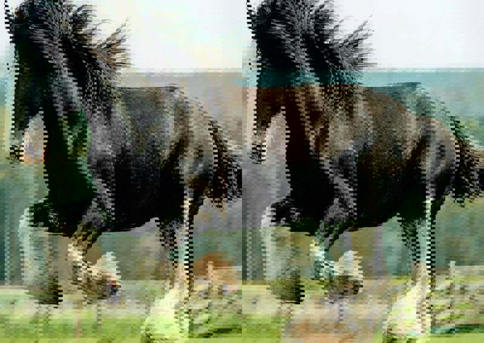 hay-farm-stallion