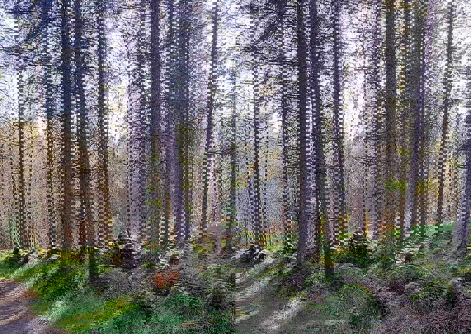 Woodland