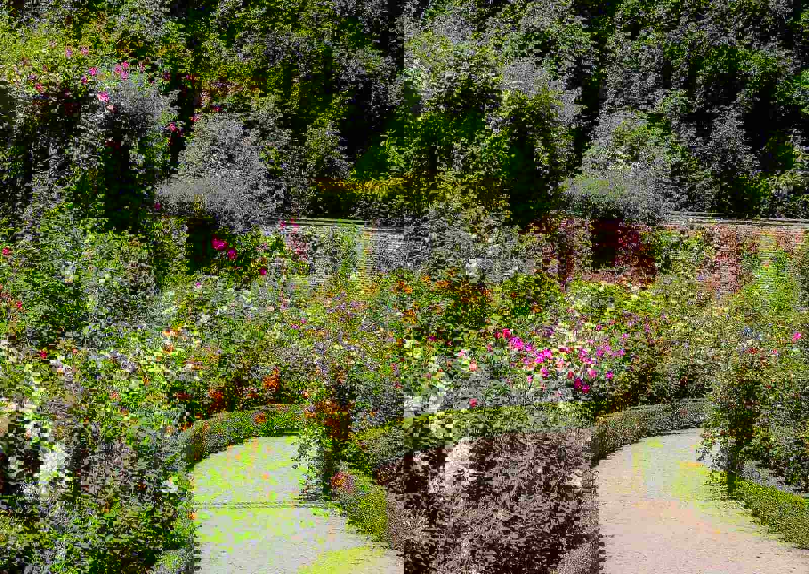 Rose-Garden