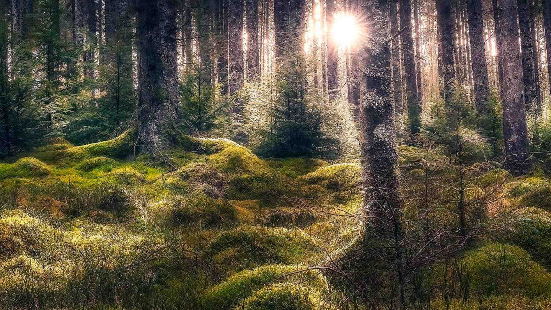 kielder-forest-insert-28-years
